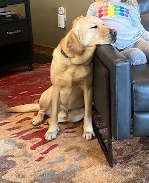 <p>Jersey leans against the arm of a leather chair, resting his chin on the armrest with his eyes closed. There is a child sitting in the chair, gently stroking his head.</p>