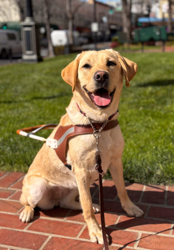 Smiley yellow girl Joan sits on a brick pathway in harness near the green grass