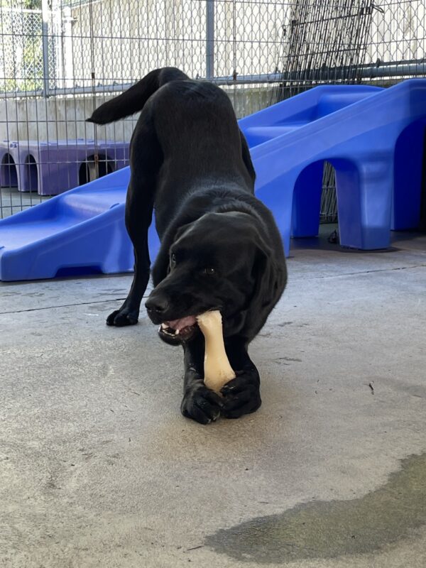 John is in a play bow chewing a bone in community run. There is a blue toy structure in the background and he is giving the camera a side eye view.