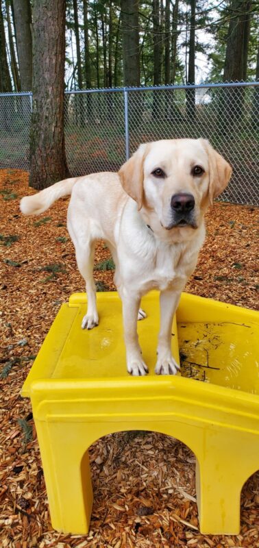 Katara is standing on a yellow play structure in a play yard, wagging her tail and looking at the camera.