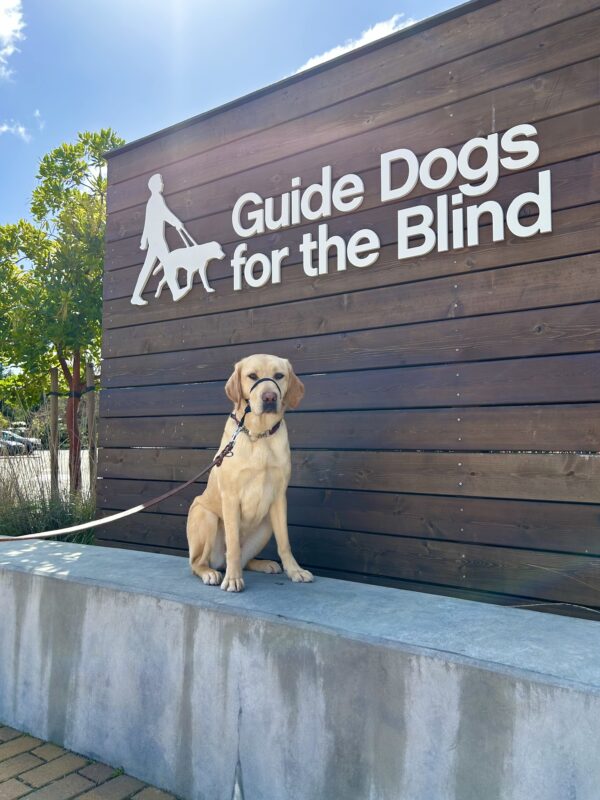Female Yellow Labrador Kelly poses in front of a wooden sign bearing Guide Dogs for the Blind's logo. She is sitting looking at the camera and wearing a Gentle Leader.