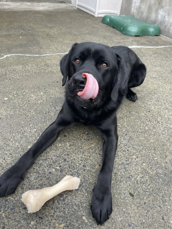 <p>Kidder, a male black Lab, is lying down in the community run area. There is a Nylabone between his front legs. His pink tongue is licking his nose and he is looking at the camera.</p>