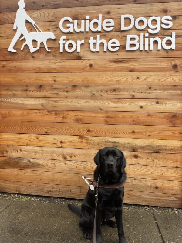 <p>Kidder, a male black Lab, is sitting in harness in front of a wooden wall that says