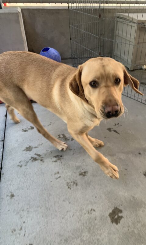 Female yellow lab