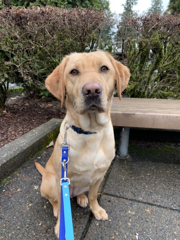 Female yellow lab