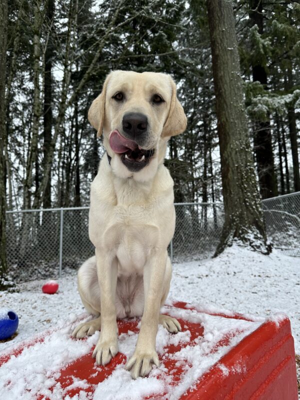 Light colored yellow lab Kinley sits atop a red play structure in a forested yard space. She is caught mid lick and has a very silly expression as she looks towards the camera. The ground has a light dusting of snow.