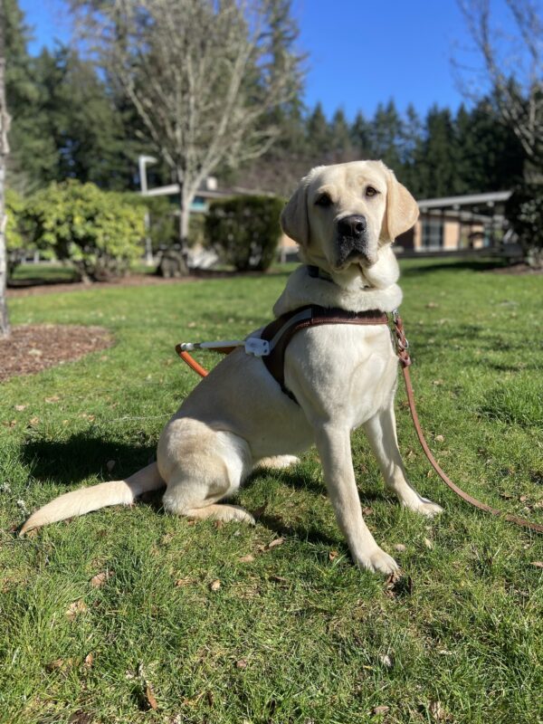 Light colored yellow lab Kinley proudly sits while wearing her brown leather harness. She is on fresh green grass with a variety of trees behind her.
