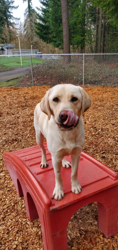 Kringle is standing on a red play structure in a woodsy play yard. He is licking his nose, anticipating a kibble.