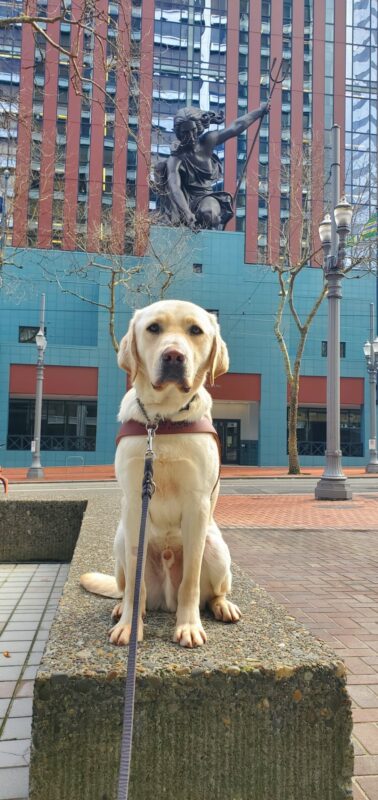 Kringle sits on a cement half-wall in city center in Portland, OR with the Portlandia statue behind him (The statue depicts a female figure, Lady Commerce, dressed in classical clothes, holding a trident in her left hand and reaching down with her right.)