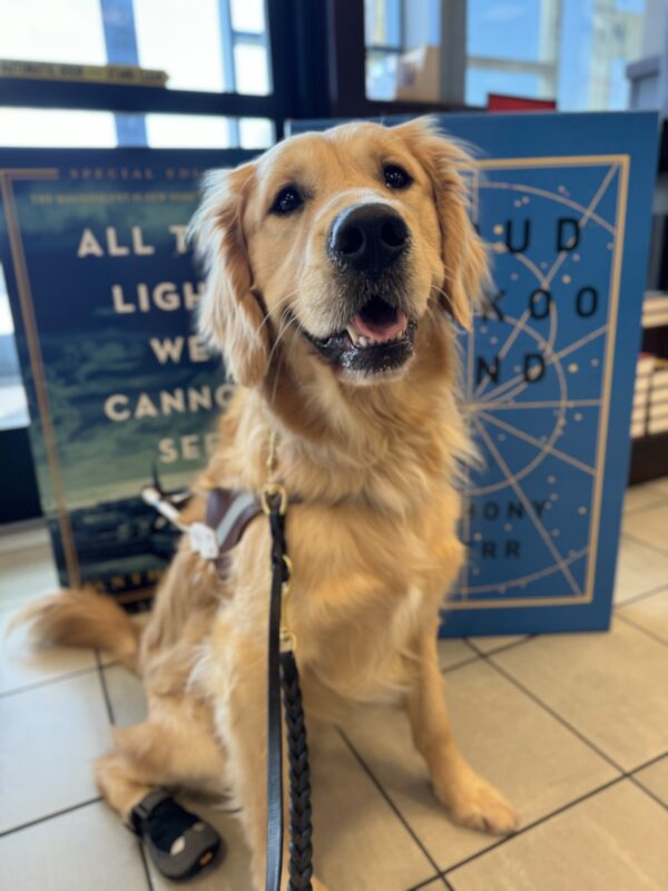 Yellow-coated cross, Kubo, sits in front of two large display books while wearing his harness. He is smiling to the camera.