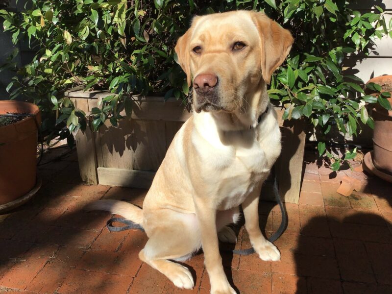 Kylie sits on a brick patio with planters and green foliage behind her. She is looking at the camera