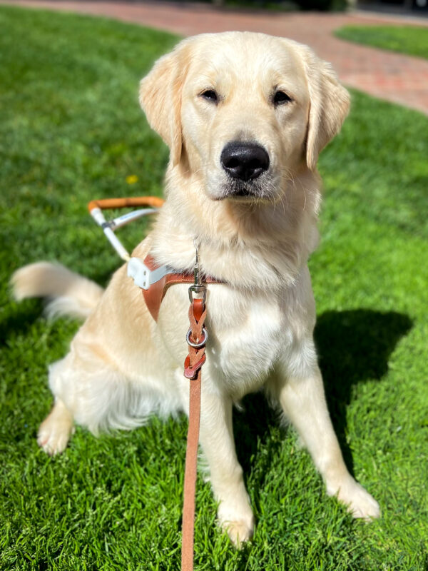 Pretty light-colored fluffy girl Laguna sits in harness on the sunny grass, looking quite professional