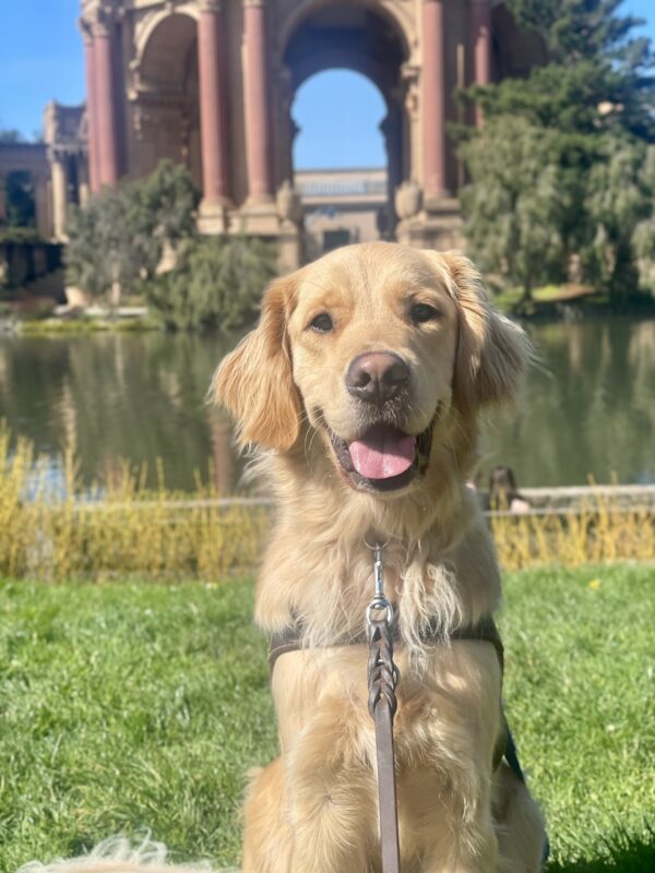Larry is sitting in harness on the grass at the Palace of Fine Arts. He is facing the camera, smiling with his tongue out. The Palace of Fine Arts is blurred in the background.