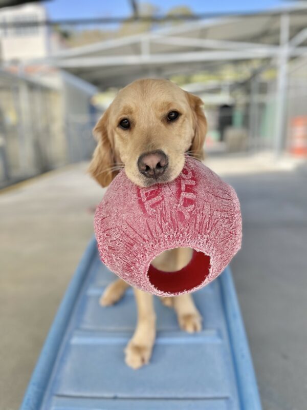 Larry is standing on a blue play structure in the Community Run, looking at the camera as he holds a large red Jolly Ball toy in his mouth.
