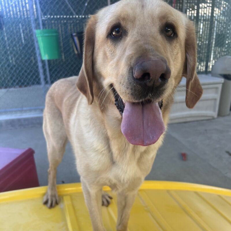 Legolas is standing on a yellow play structure in the play yard. He is looking at the camera with his mouth open and tongue hanging out.