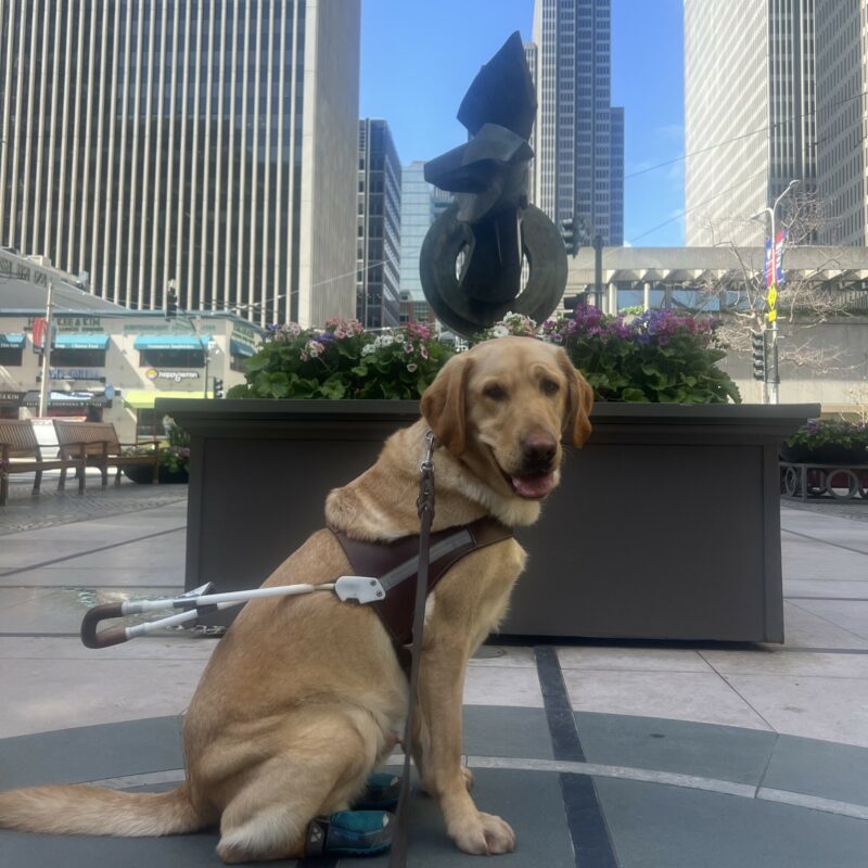 Legolas is sitting in front of a statue with flowers in downtown San Francisco. He is wearing his harness and looking at the camera with his mouth open in a smile.