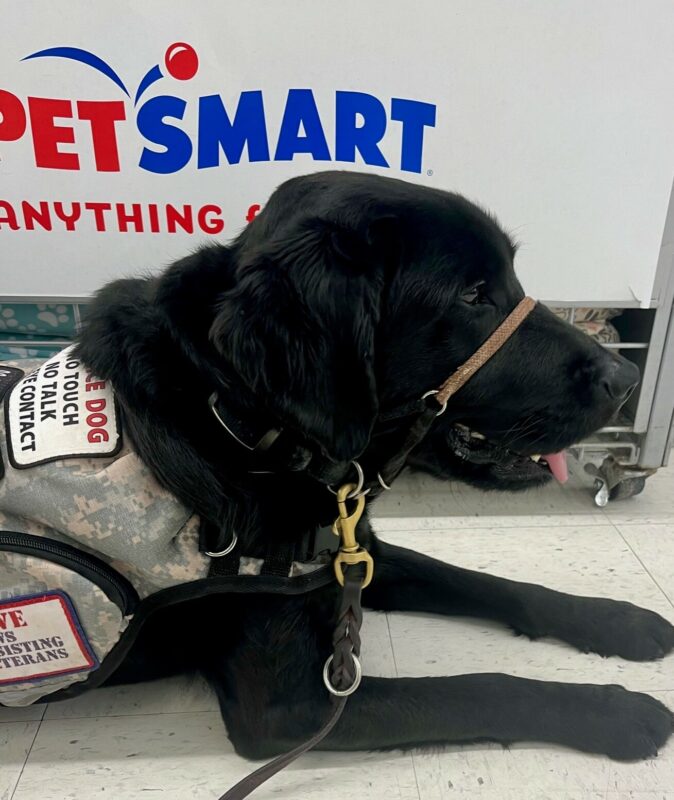 Lennon in his service vest with a petsmart sign behind him