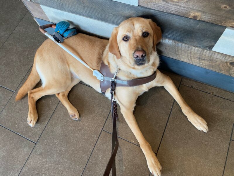 Lily is in harness while performing a down-stay after a guidework route. She is looking up at the camera with a counter behind her.