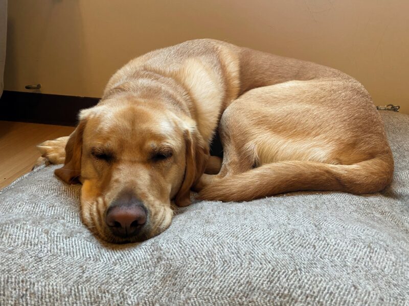 Lily is curled up while sleeping on a fluffy dog bed.
