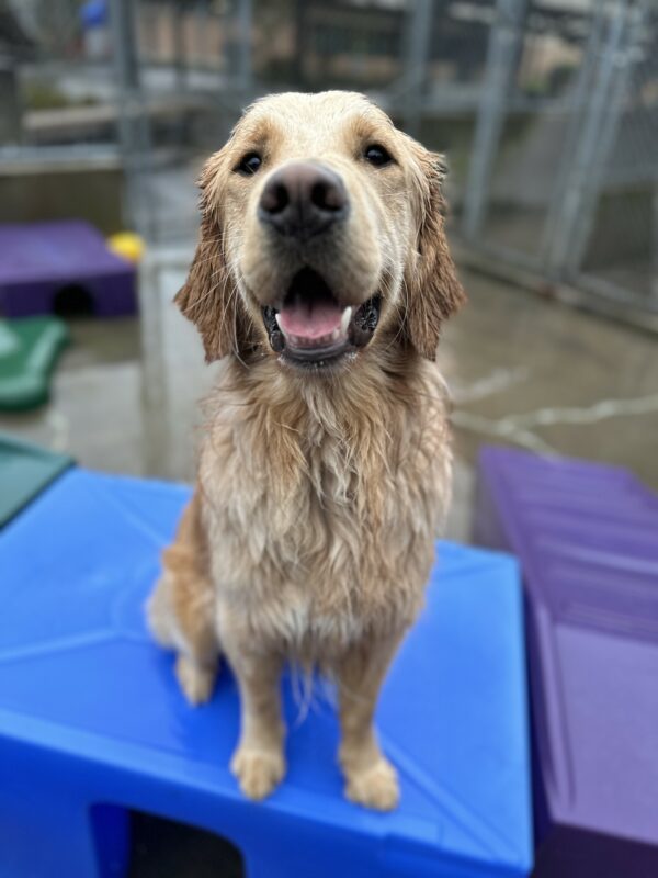 Male golden retriever, Lion, sits proudly on a blue plastic play structure. He is off-leash in a fenced in community run area. Lion wears a big smile on his face.