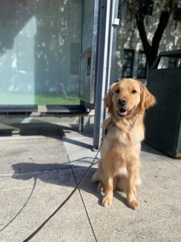 Lottie is sitting in front of a bus shelter. The sun is beaming on her casting a shadow of her body in harness beside her. Her ears are perked, and she is sporting a smile on her face.