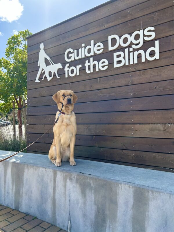 Female Labrador Golden Retriever Cross Loyal poses in front of a wooden sign bearing Guide Dogs for the Blind's logo. She is sitting looking at the camera and wearing a Gentle Leader.