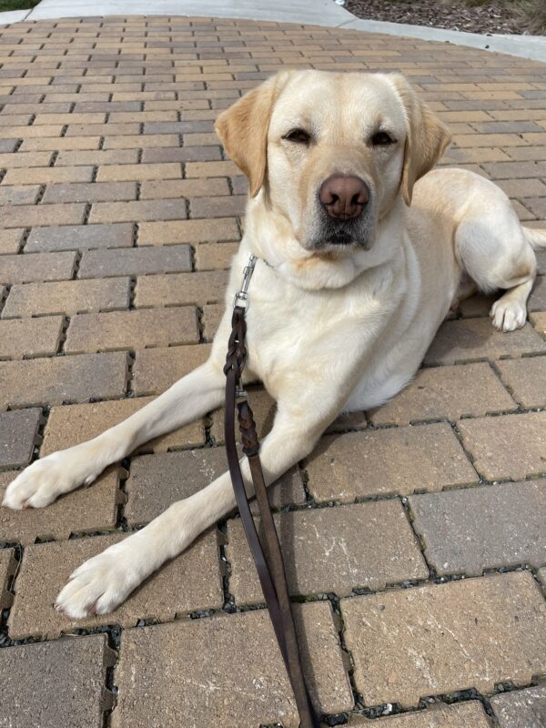 Lychee lays on a brick path on the GDB campus. She is calm and looking at the camera.