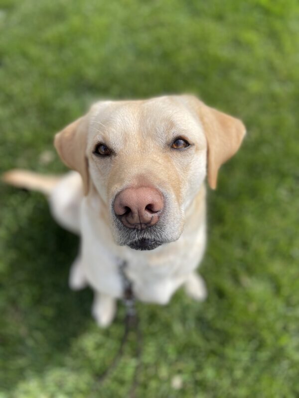 Lychee sits on the grass. This photo is in portrait mode and everything is blurry except Lychee's sweet face.
