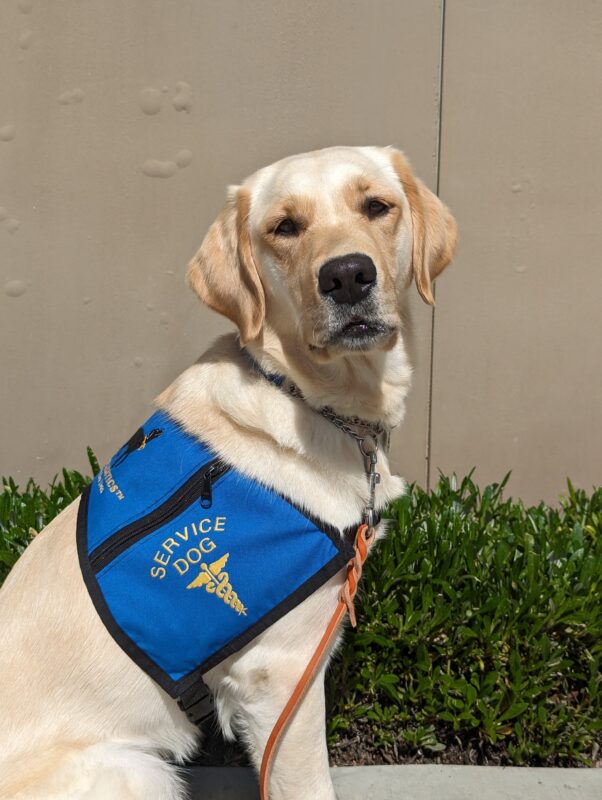 Mara is sitting down wearing her blue service dog jacket.