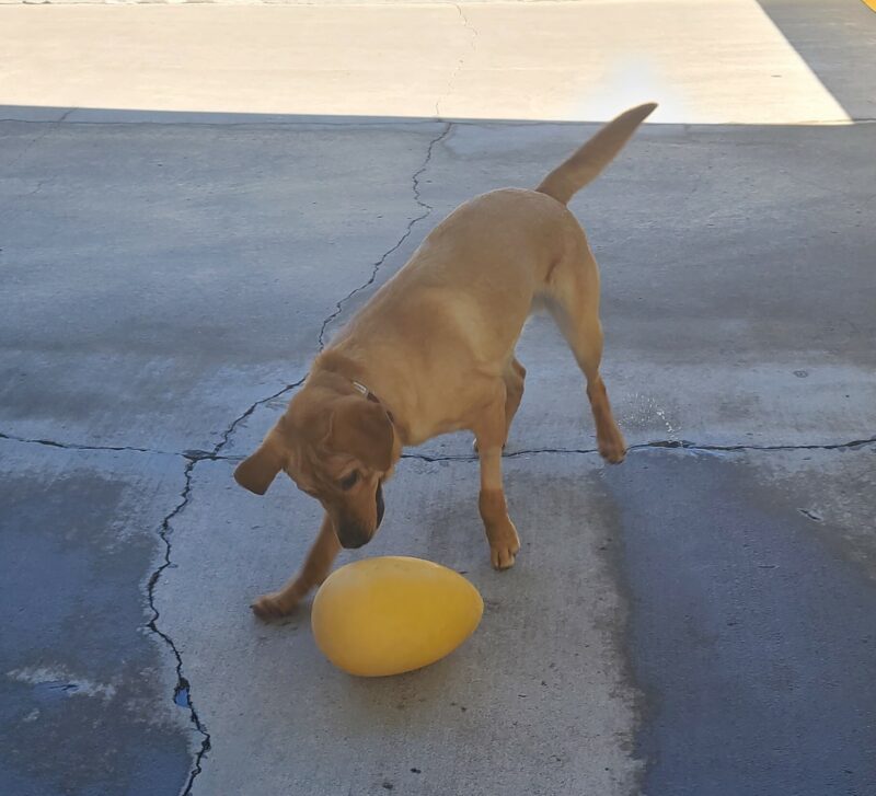 Jenner in the middle of chasing and batting around a yellow jolly ball egg.  His ears are flapping and tail is mid-wag.