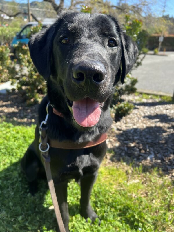 Marcus is sitting in a grass yard and wearing his guide dog harness. He is looking into the camera with his tongue out.