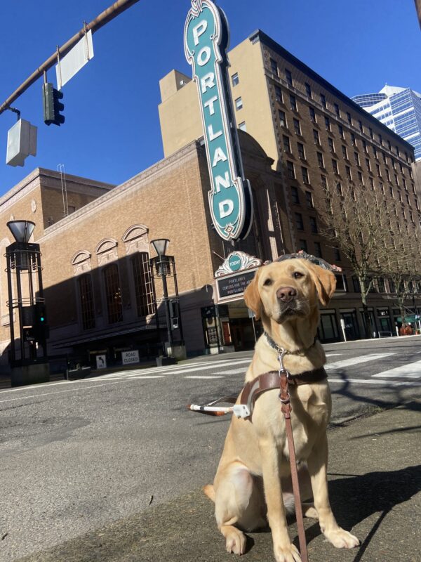 Yellow lab Mira sits in an urban environment while wearing her brown leather harness. A large, green light-up sign spells out PORTLAND behind her.
