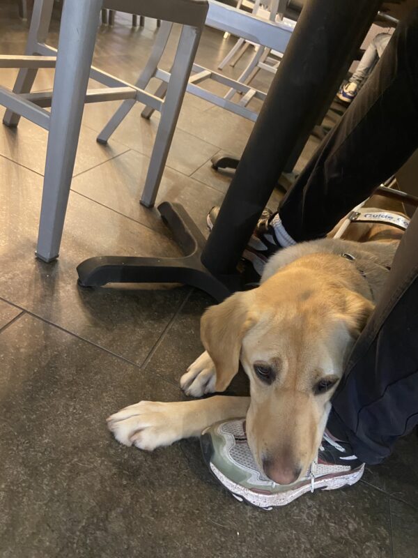 Yellow lab Mira gently rests her head on her instructor's tennis shoe while settling in a restaurant environment.