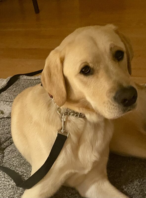 North is laying on a grey rug facing the camera with a soft, calm expression. He has a black nylon leash attached to his collar.