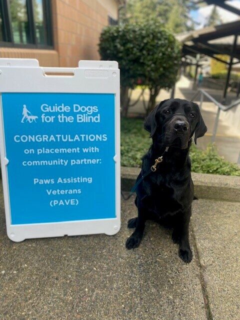 Black Lab Norway sitting next to a blue sign congratulating him on being selected to go to PAVE!