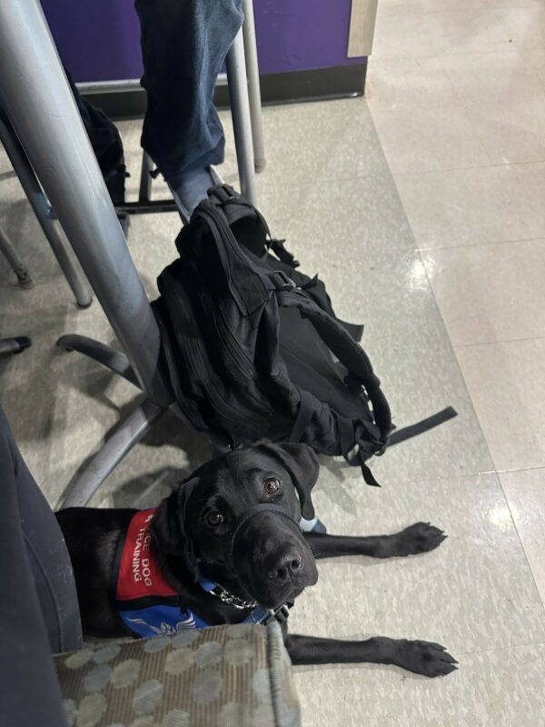 Black Lab Nyx, wearing a blue and red vest and a Gentle Leader, waits patiently next to a backpack with her trainer at the cafeteria.