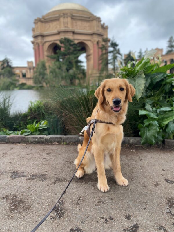 Omega sits in harness facing the camera. She has joyous expression on her face as well as a smile. Behind her is the Palace of Fine Arts.