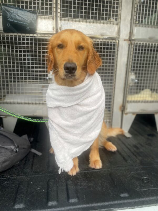 Omega is sitting in the back of a training van wrapped in a towel. Her ears are crimped from the rain. She has an unamused expression on her face.