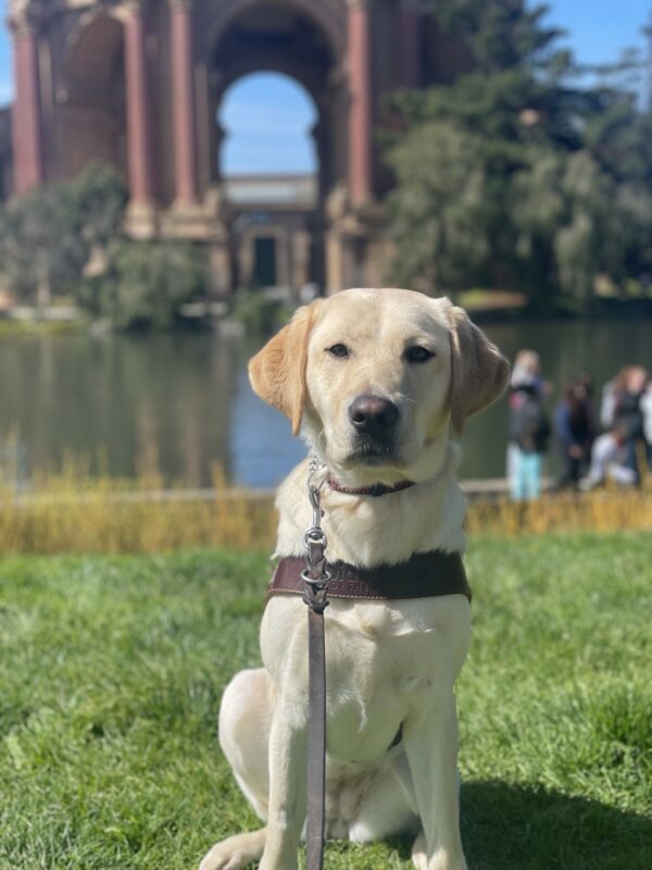 Orla is sitting in harness on the grass at the Palace of Fine Arts. She is facing the camera with a serious expression on her face. The Palace of Fine Arts is blurred in the background.