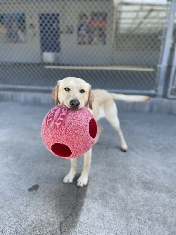 Orla is standing in the Community Run, looking at the camera as she holds a large red Jolly Ball toy in her mouth.