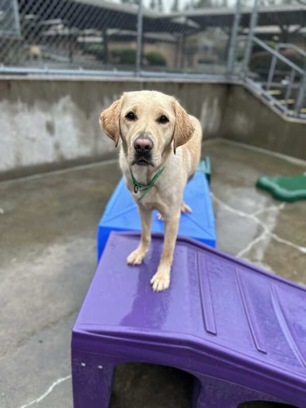 Otto, a male yellow lab, stands with his front paws on a purple plastic play structure and his back paws on a blue plastic play structure. He is off-leash in a fenced in community run area.