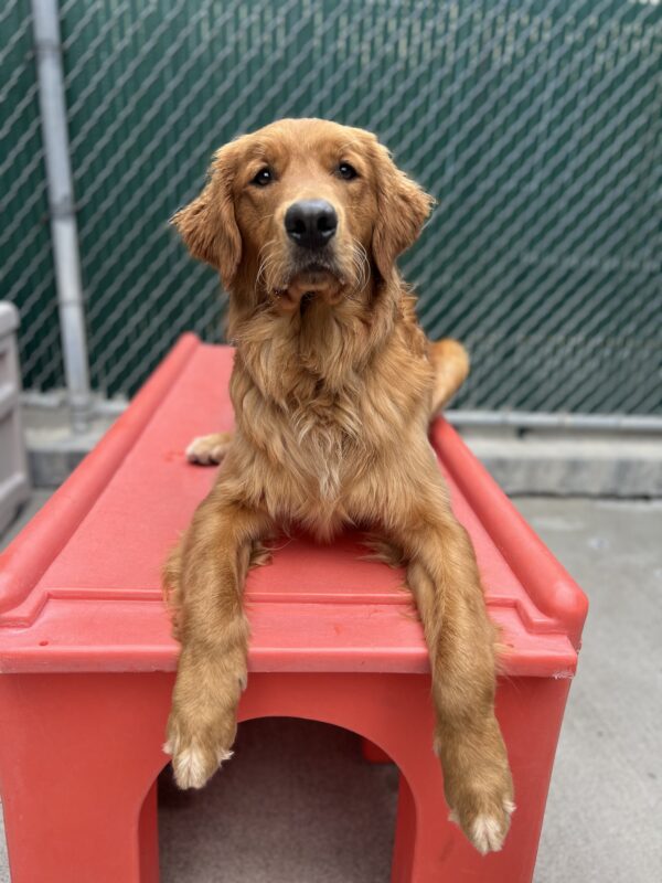 Pacino lays on top of a red play structure during Community Run. He is looking directly at the camera.