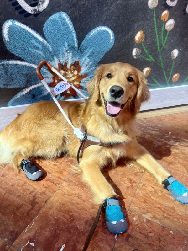 Peter is laying in front of a mural of flowers. He is wearing the guide dog harness and booties.
