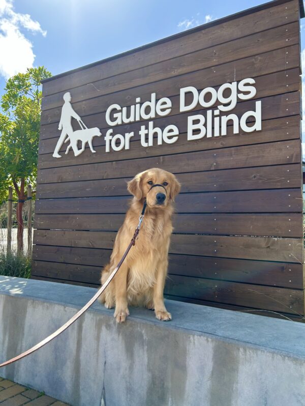 Male long coated Golden Retriever Labrador Retriever cross Peyton poses in front of a wooden sign bearing Guide Dogs for the Blind's logo. He is sitting looking off camera and wearing a Gentle Leader.