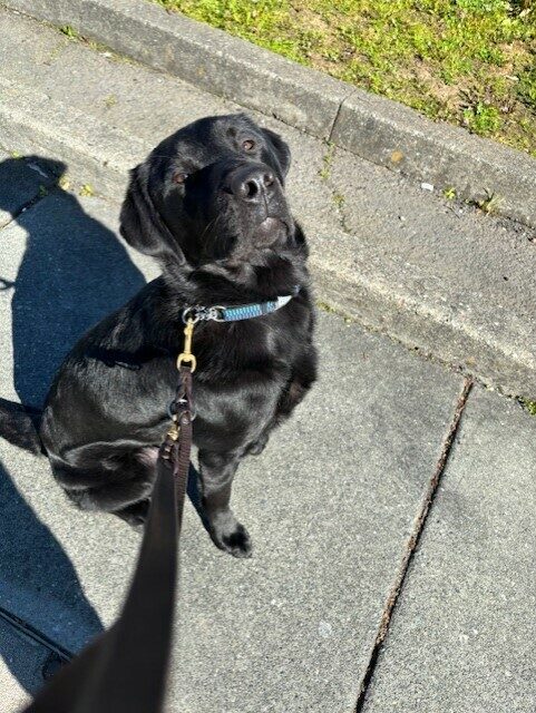 Piazza sits very straight while out on a walk. He is looking at the camera.