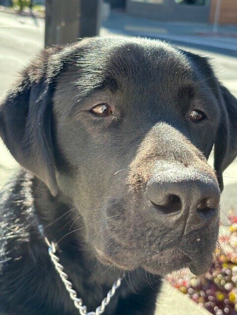 Close up of Piazza's face, while out on a walk in the sunshine.