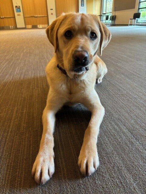 Picasso lays in a carpeted room. He is looking at the camera and his lip is tucked into his cheek.
