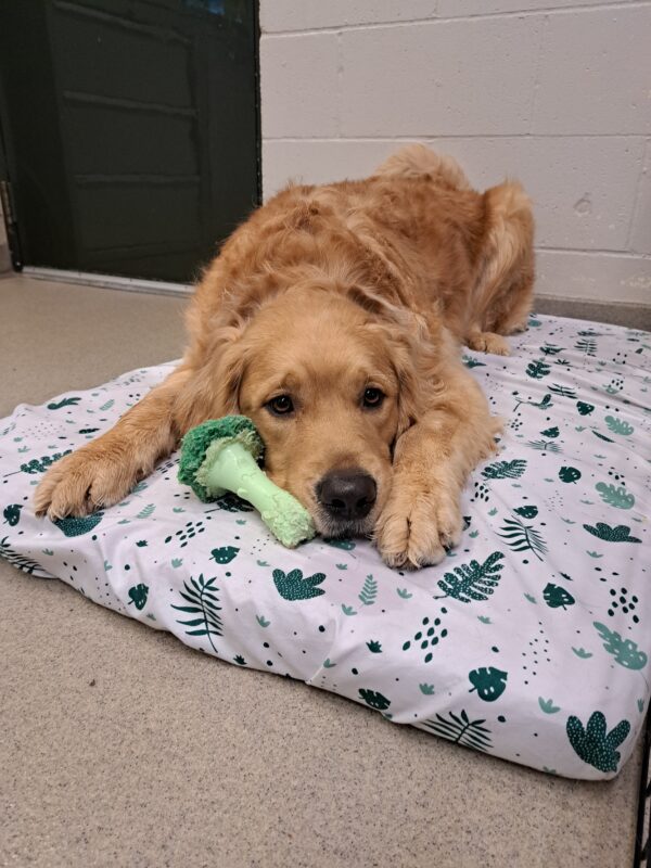 Golden cross (Plantain) lying down on a white bed with a broccoli chew toy sitting next to him.