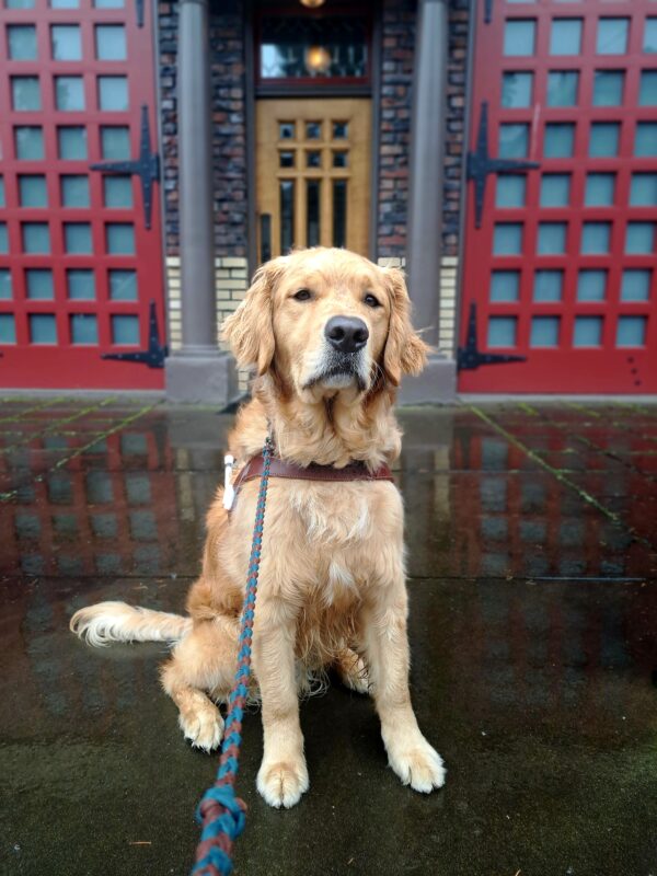 Golden cross (Plantain) sits in harness in front of an old fire station. Red garage doors, brown door and black poles are in the background. He is looking towards the camera with a serious look on his face.