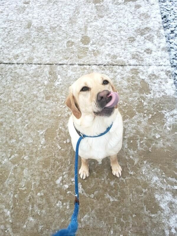 Yellow Lab Raelyn sticks out her tongue while wearing a blue leash and sitting on a sidewalk covered with snow.